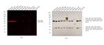 Mouse IgG Fc Secondary Antibody in Western Blot (WB)