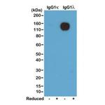 Mouse Lambda Light Chain Secondary Antibody in Western Blot (WB)