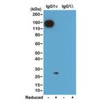 Mouse Kappa Light Chain Secondary Antibody in Western Blot (WB)