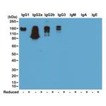 Mouse IgG (H+L) Secondary Antibody in Western Blot (WB)