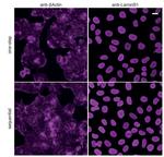 Rabbit IgG Nano (VHH) Secondary Antibody in Immunocytochemistry (ICC/IF)