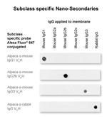 Mouse IgG1 Nano (VHH) Secondary Antibody in Dot Blot (DB)