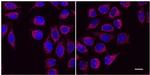 Mouse IgG1 Nano (VHH) Secondary Antibody in Immunocytochemistry (ICC/IF)