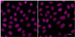 Mouse IgG2b Nano (VHH) Secondary Antibody in Immunocytochemistry (ICC/IF)