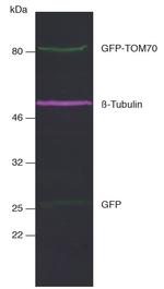 Mouse IgG2b Nano (VHH) Secondary Antibody in Western Blot (WB)