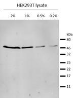 Mouse IgG2b Nano (VHH) Secondary Antibody in Western Blot (WB)