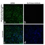 Mouse IgG2a Secondary Antibody in Immunocytochemistry (ICC/IF)