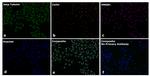 Mouse IgG2a Secondary Antibody in Immunocytochemistry (ICC/IF)