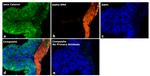 Mouse IgG2a Secondary Antibody in Immunohistochemistry (Paraffin) (IHC (P))