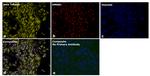 Mouse IgG2a Secondary Antibody in Immunocytochemistry (ICC/IF)