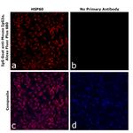 Mouse IgG2a Secondary Antibody in Immunocytochemistry (ICC/IF)