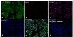 Mouse IgG2a Secondary Antibody in Immunocytochemistry (ICC/IF)