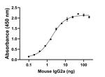 Mouse IgG2a Secondary Antibody in ELISA (ELISA)