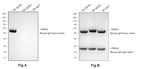 Mouse IgG2a Secondary Antibody in Western Blot (WB)