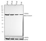 Mouse IgG2a Secondary Antibody in Western Blot (WB)