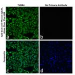 Mouse IgG2b Secondary Antibody in Immunocytochemistry (ICC/IF)