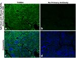 Mouse IgG2b Secondary Antibody in Immunohistochemistry (Paraffin) (IHC (P))