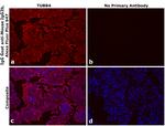 Mouse IgG2b Secondary Antibody in Immunohistochemistry (Paraffin) (IHC (P))