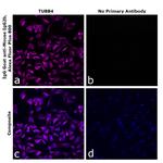 Mouse IgG2b Secondary Antibody in Immunocytochemistry (ICC/IF)