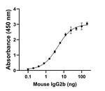 Mouse IgG2b Secondary Antibody in ELISA (ELISA)