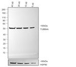 Mouse IgG2b Secondary Antibody in Western Blot (WB)