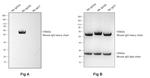 Mouse IgG2b Secondary Antibody in Western Blot (WB)