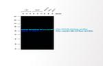 Mouse IgG (H+L) Secondary Antibody in Western Blot (WB)