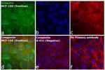 Rabbit IgG (H+L) Secondary Antibody in Immunocytochemistry (ICC/IF)