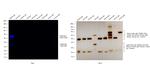 Rabbit IgG (H+L) Secondary Antibody in Western Blot (WB)