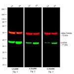 Rat IgG (H+L) Cross-Adsorbed Secondary Antibody in Western Blot (WB)