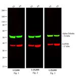 Rat IgG (H+L) Cross-Adsorbed Secondary Antibody in Western Blot (WB)