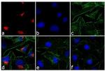 Rabbit IgG (H+L) Cross-Adsorbed Secondary Antibody in Immunocytochemistry (ICC/IF)