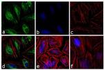 Rabbit IgG (H+L) Cross-Adsorbed Secondary Antibody in Immunocytochemistry (ICC/IF)