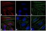 Rabbit IgG (H+L) Cross-Adsorbed Secondary Antibody in Immunocytochemistry (ICC/IF)