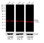 Rabbit IgG (H+L) Cross-Adsorbed Secondary Antibody in Western Blot (WB)