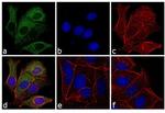 Mouse IgM Cross-Adsorbed Secondary Antibody in Immunocytochemistry (ICC/IF)