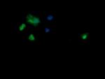 SAE1 Antibody in Immunocytochemistry (ICC/IF)