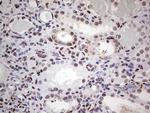 SAE1 Antibody in Immunohistochemistry (Paraffin) (IHC (P))