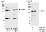 SAFB1 Antibody in Western Blot (WB)