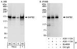 SAFB2 Antibody in Western Blot (WB)