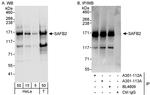 SAFB2 Antibody in Western Blot (WB)