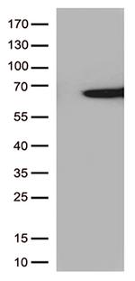 SAG Antibody in Western Blot (WB)