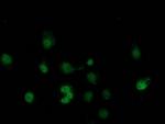 SAMHD1 Antibody in Immunocytochemistry (ICC/IF)