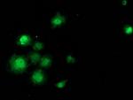 SAMHD1 Antibody in Immunocytochemistry (ICC/IF)