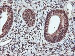 SAMHD1 Antibody in Immunohistochemistry (Paraffin) (IHC (P))