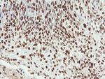 SAMHD1 Antibody in Immunohistochemistry (Paraffin) (IHC (P))