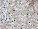 SAMHD1 Antibody in Immunohistochemistry (Paraffin) (IHC (P))