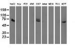 SAMHD1 Antibody in Western Blot (WB)