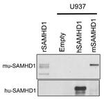 SAMHD1 Antibody in Western Blot (WB)