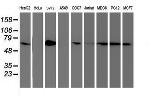 SAMHD1 Antibody in Western Blot (WB)